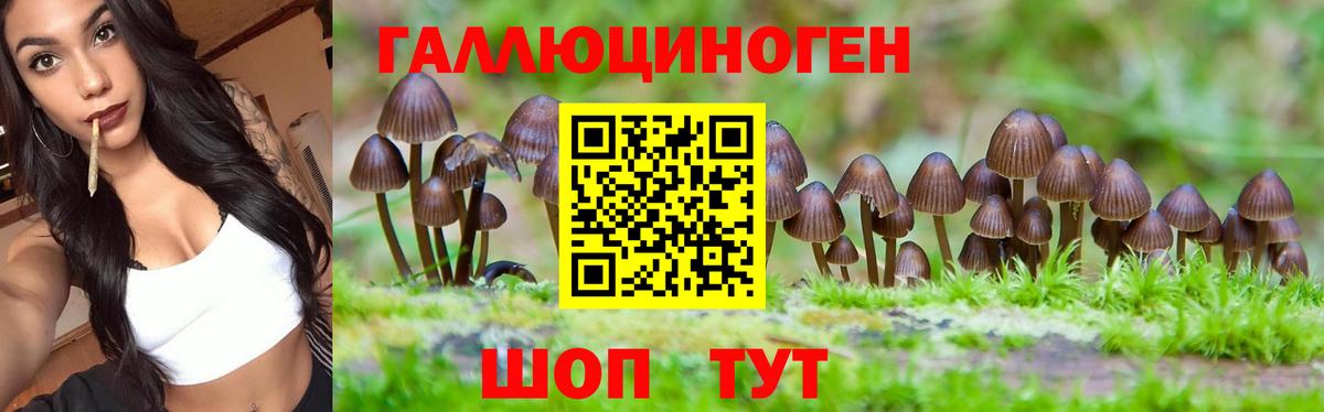 Галлюциногенные грибы Psilocybe Павлово